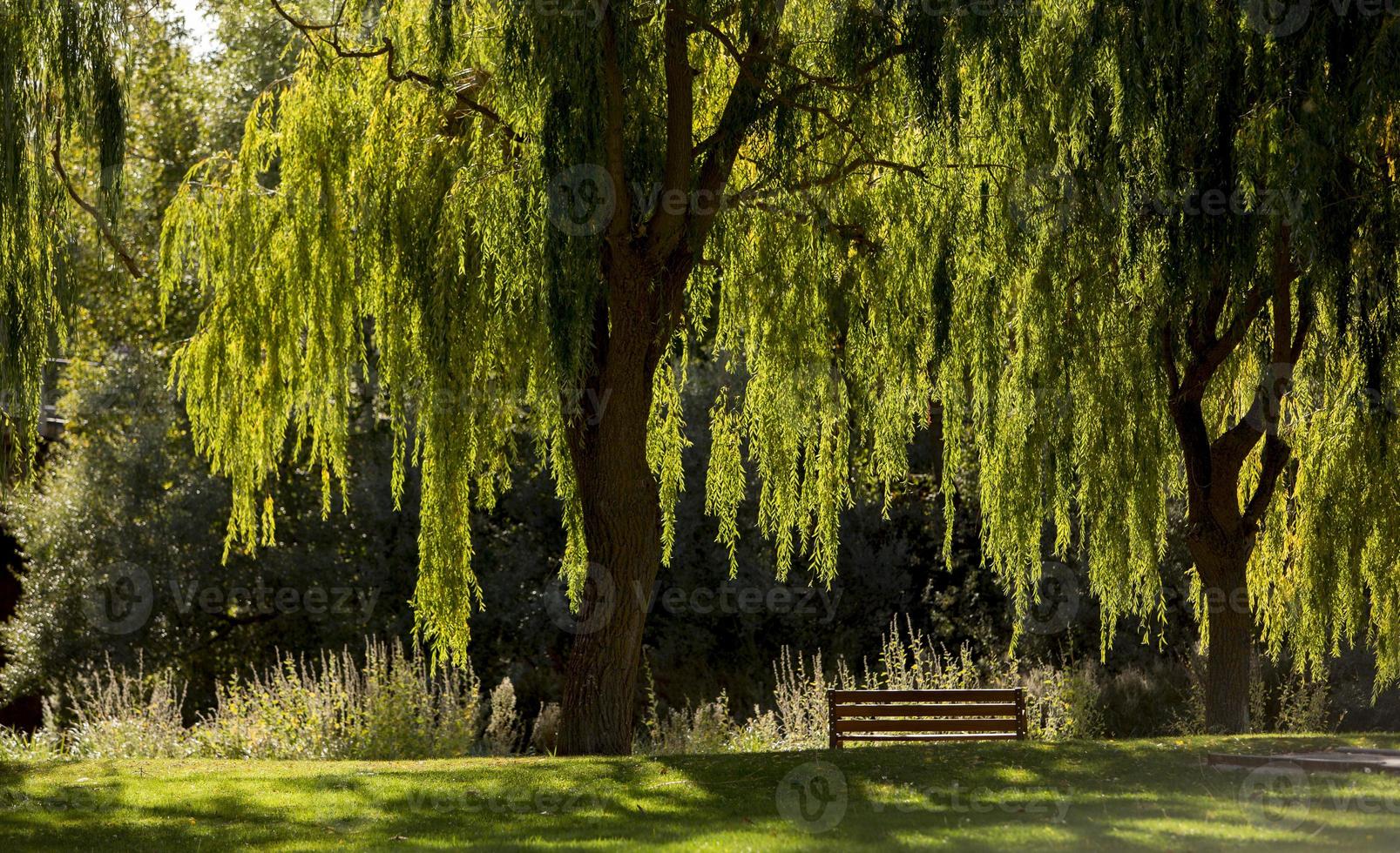 A natural park populated by weeping willows in the town of Garray, province of Soria, Castilla y Leon, Spain photo