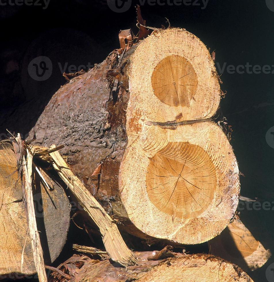 Cut of a double tree 2966946 Stock Photo at Vecteezy