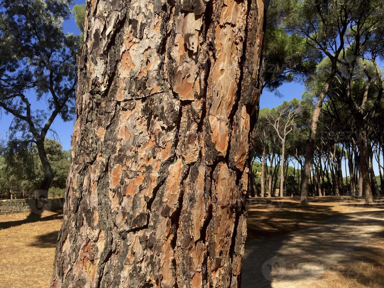 Detalle del tronco de un árbol en el bosque de pinos en Madrid, España foto