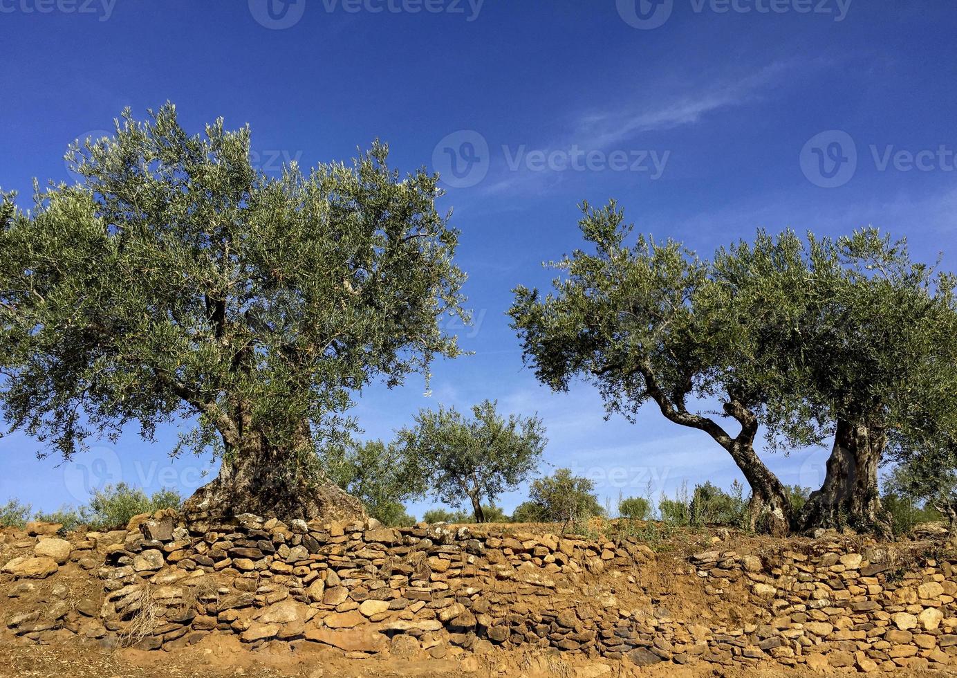 Very old olive trees in Portugal photo