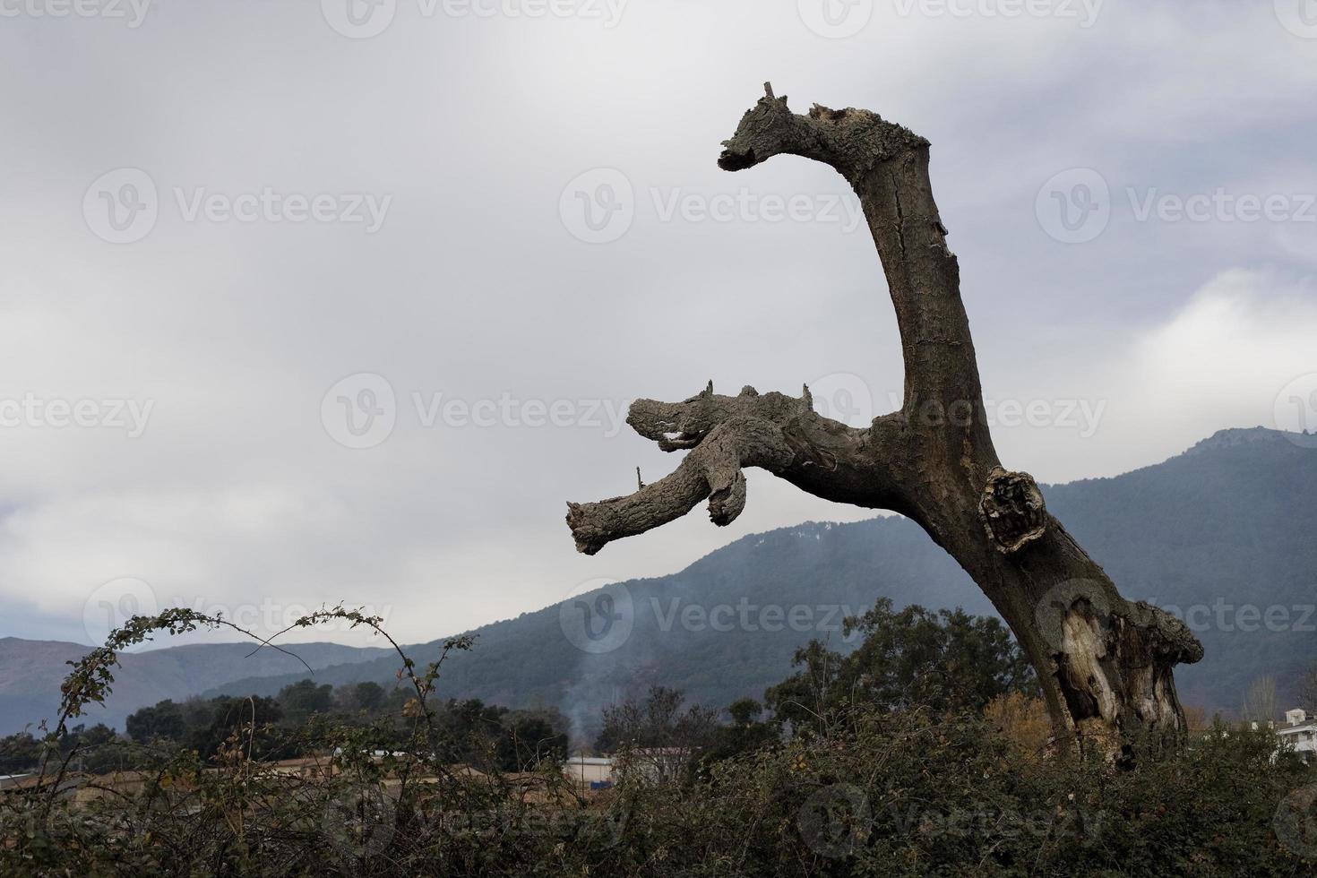 Cork oak dead in the Sierra de Gredos, province of Avila, Castilla y Leon, Spain photo