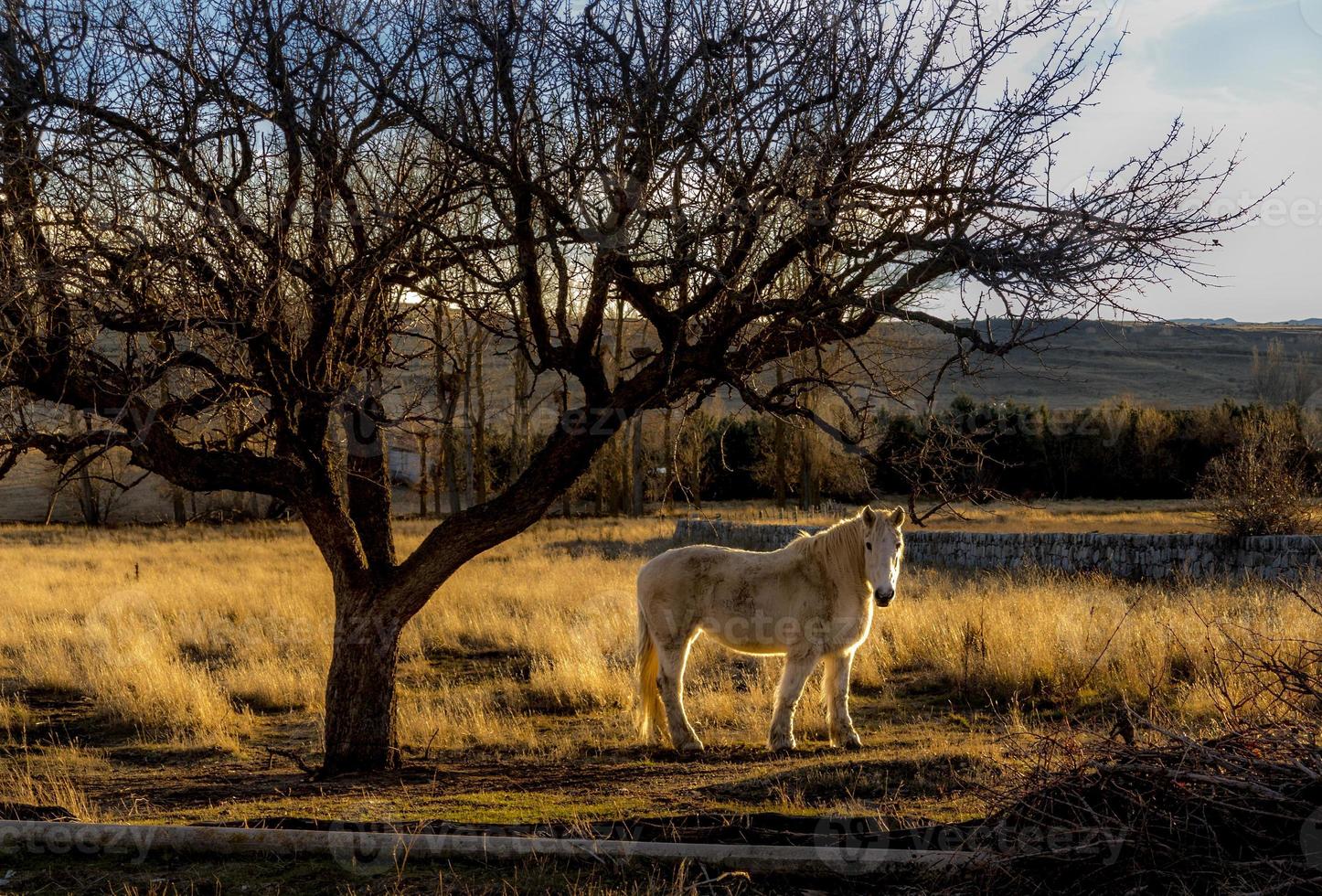 Horse in the field in winter, Spain photo