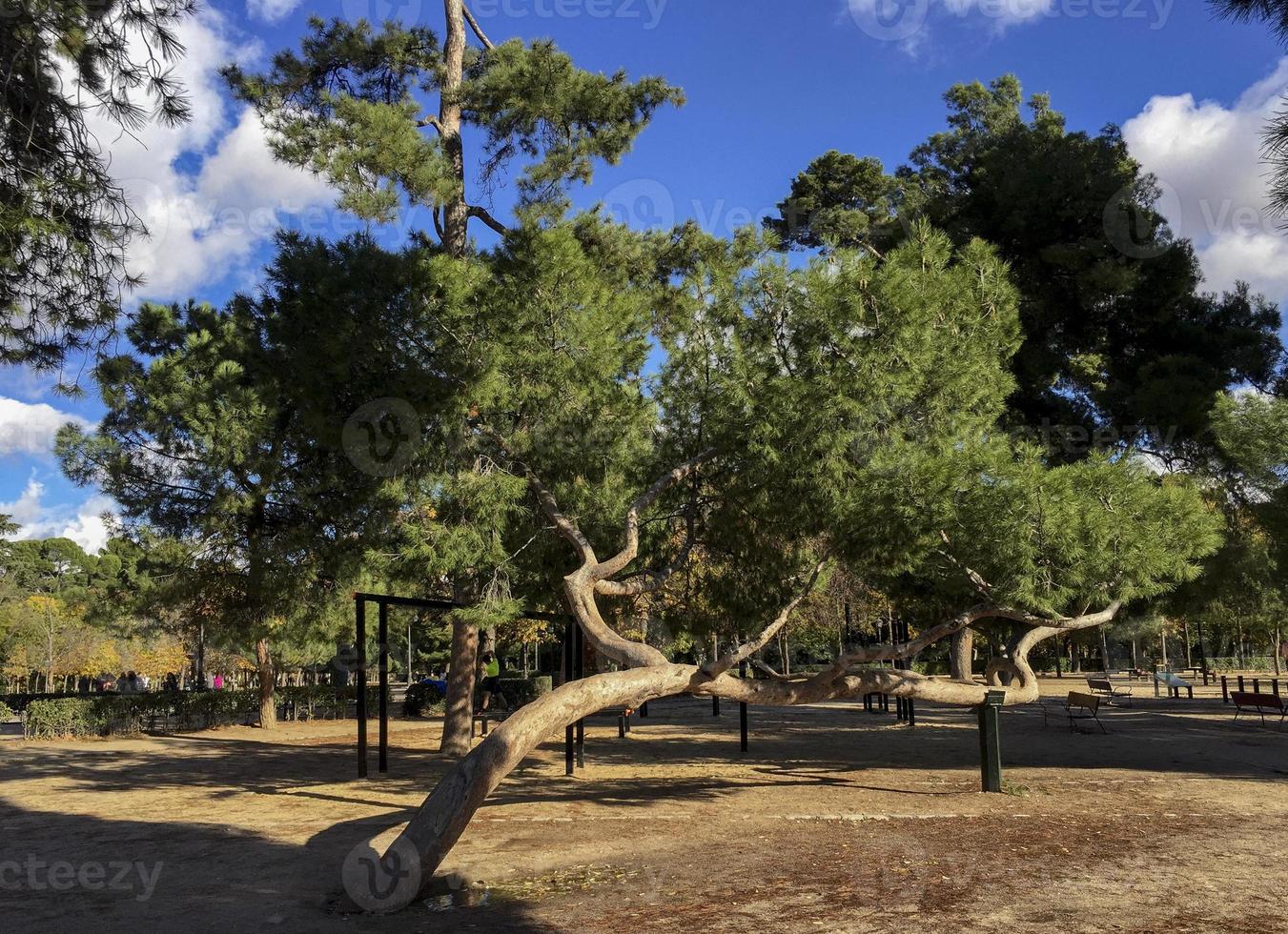 Magníficos árboles en el parque del retiro en Madrid, España 2966966 Foto  de stock en Vecteezy