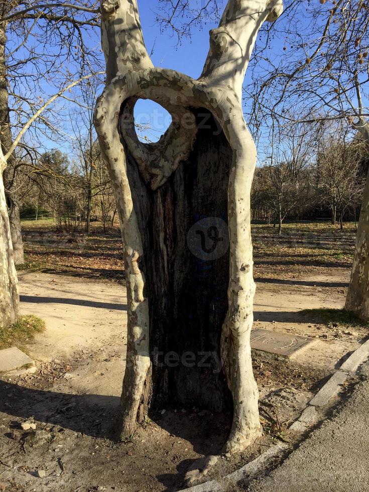 Very curious tree with hole in the trunk, in the Casa de Campo Park, Madrid, Spain photo