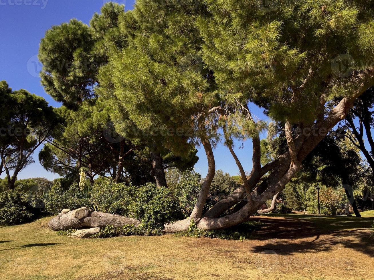 Strange pine tree in Madrid, Spain photo