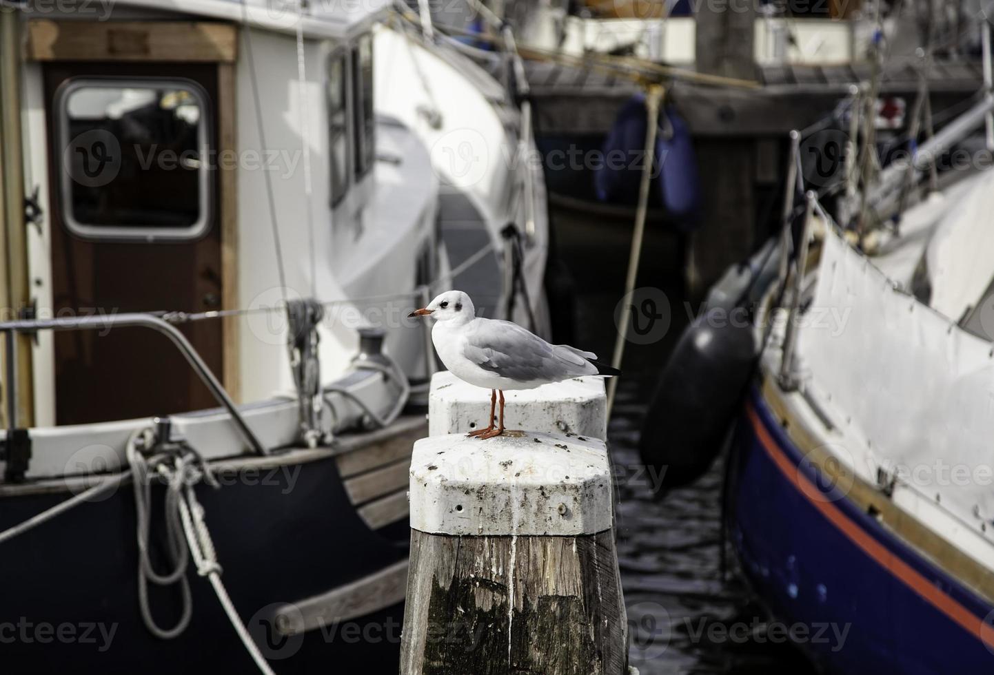 gaviota posada en un muelle foto