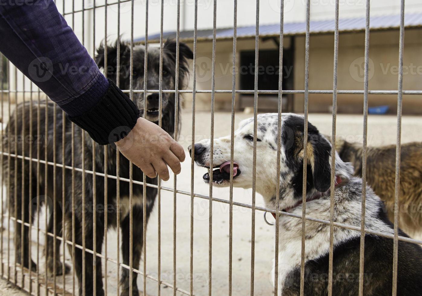 Giving love about abandoned dogs in a kennel photo