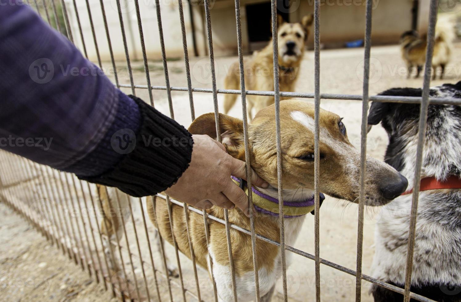 Giving love about abandoned dogs in a kennel photo