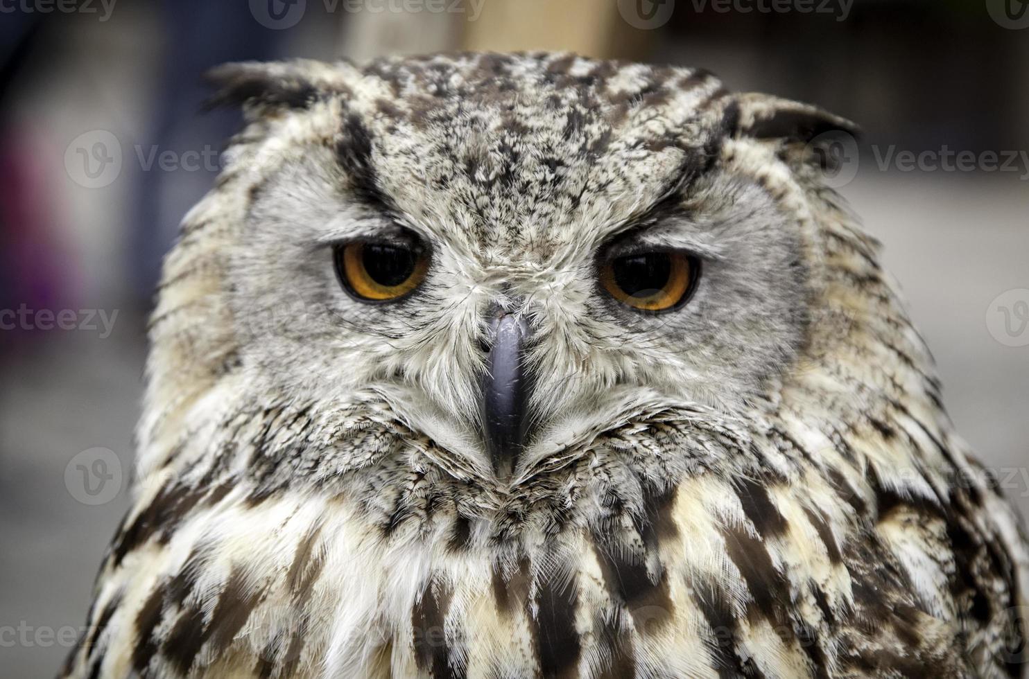 Royal Owl bird photo