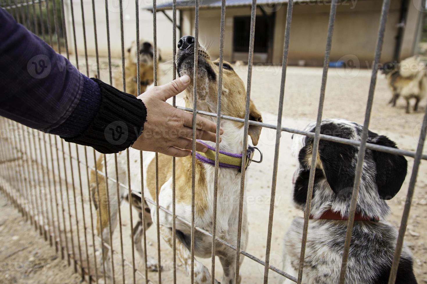 dando amor por perros abandonados en una perrera foto