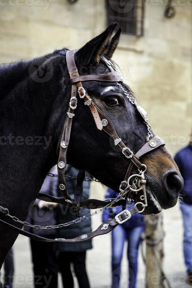 Horse head animal photo