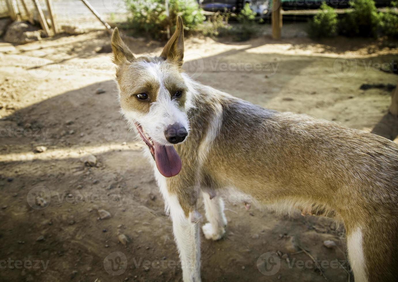 Abandoned dogs pet photo