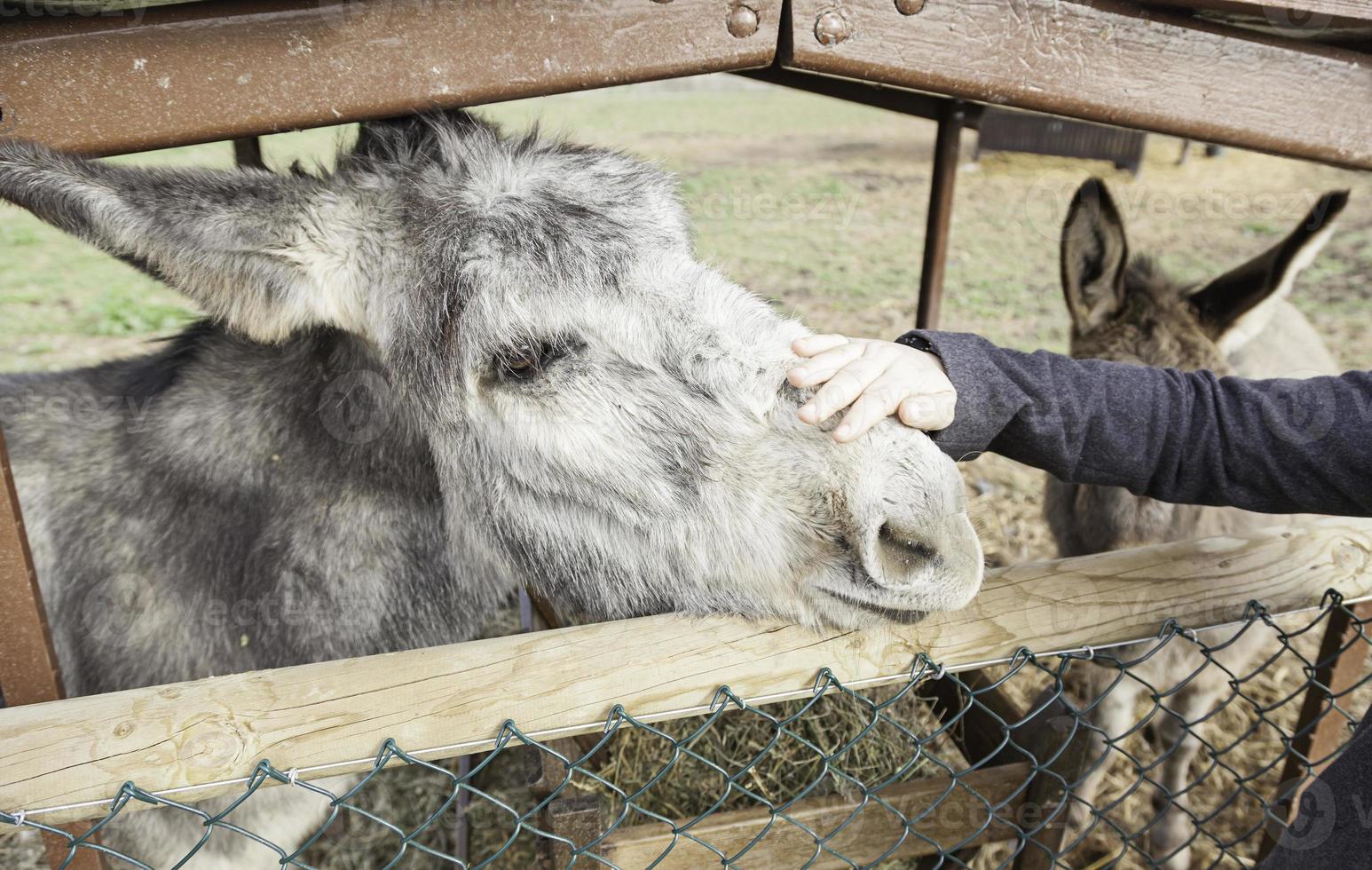 Petting a donkey on a farm photo