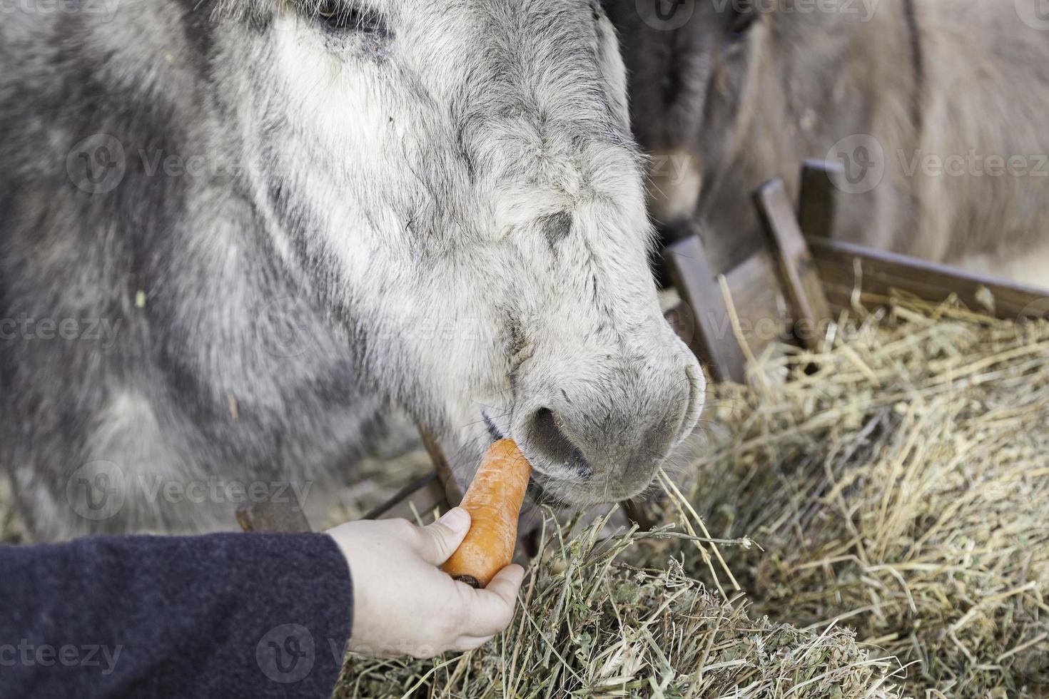 Donkeys eating animal photo