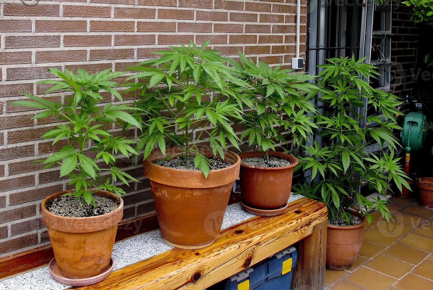 Cannabis cultivation on a terrace in Madrid photo