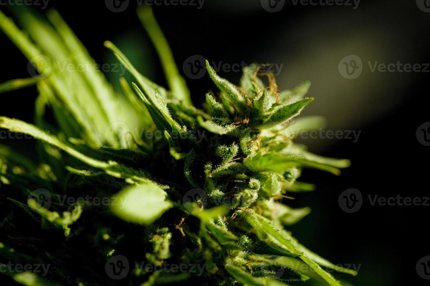 Cannabis cultivation on a terrace in Madrid photo