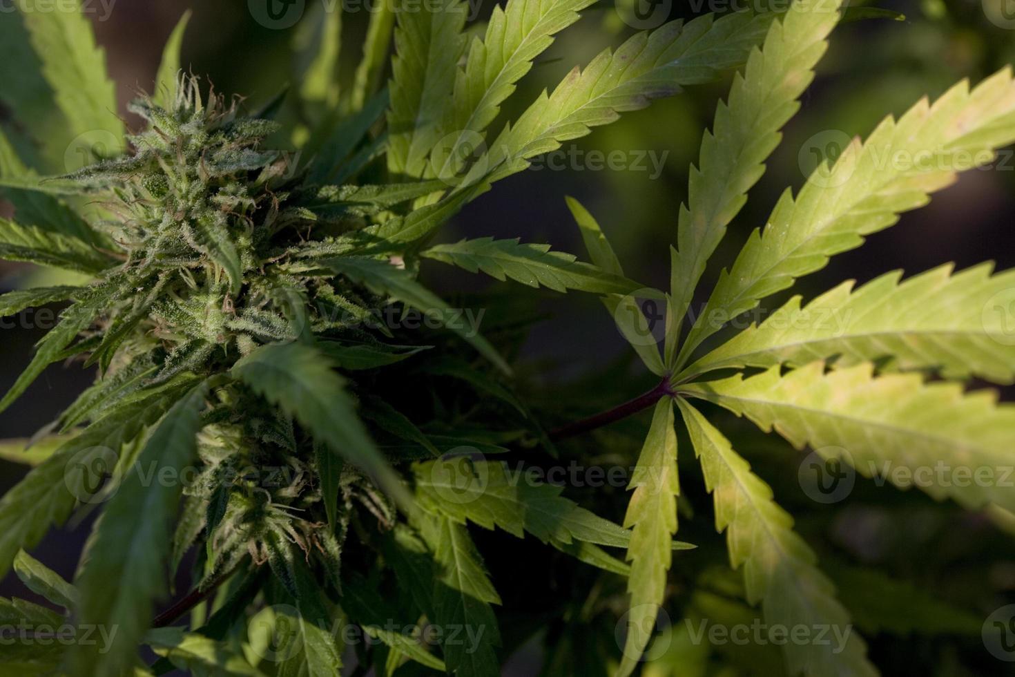 Cannabis cultivation on a terrace in Madrid photo