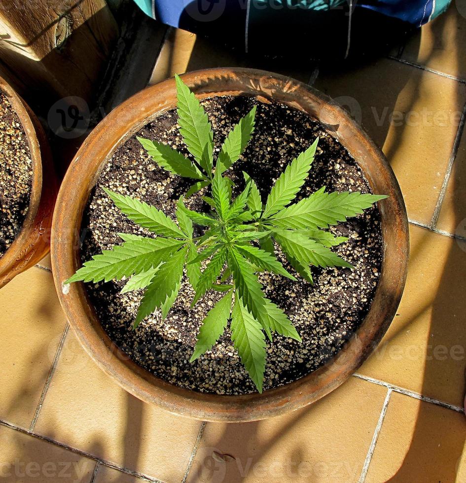 Cannabis cultivation on a terrace in Madrid photo