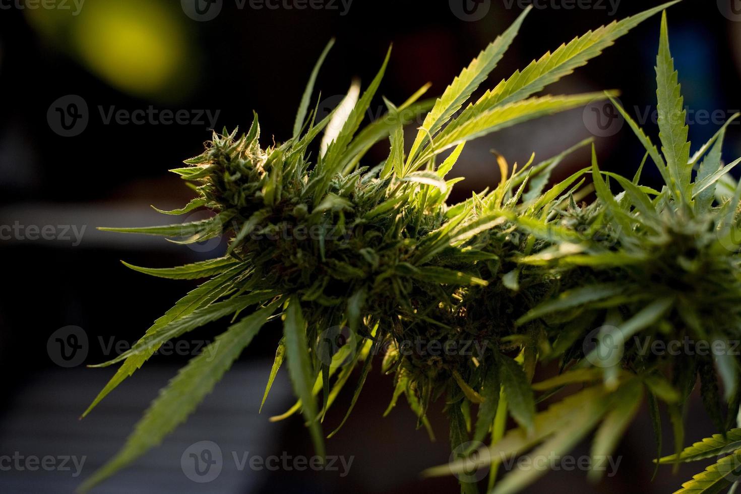 Cannabis cultivation on a terrace in Madrid photo