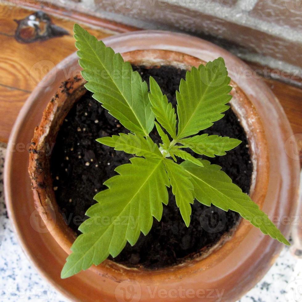 Cannabis cultivation on a terrace in Madrid photo