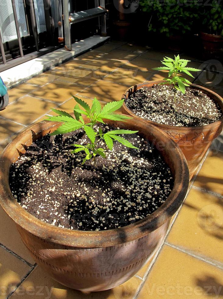 Cannabis cultivation on a terrace in Madrid photo