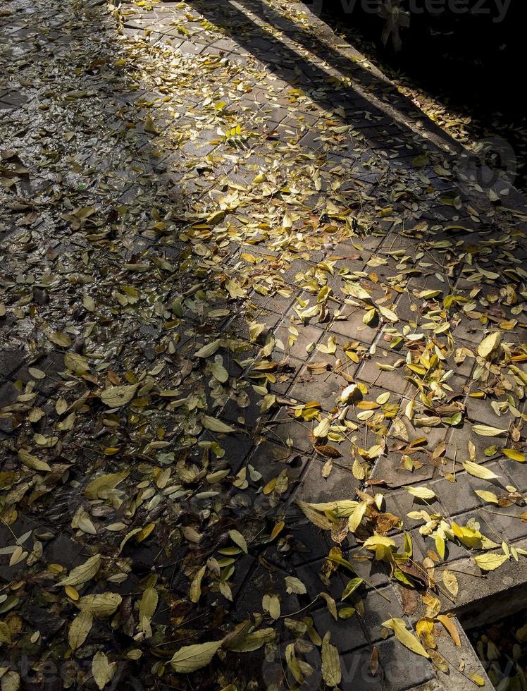 hojas muertas en el suelo foto