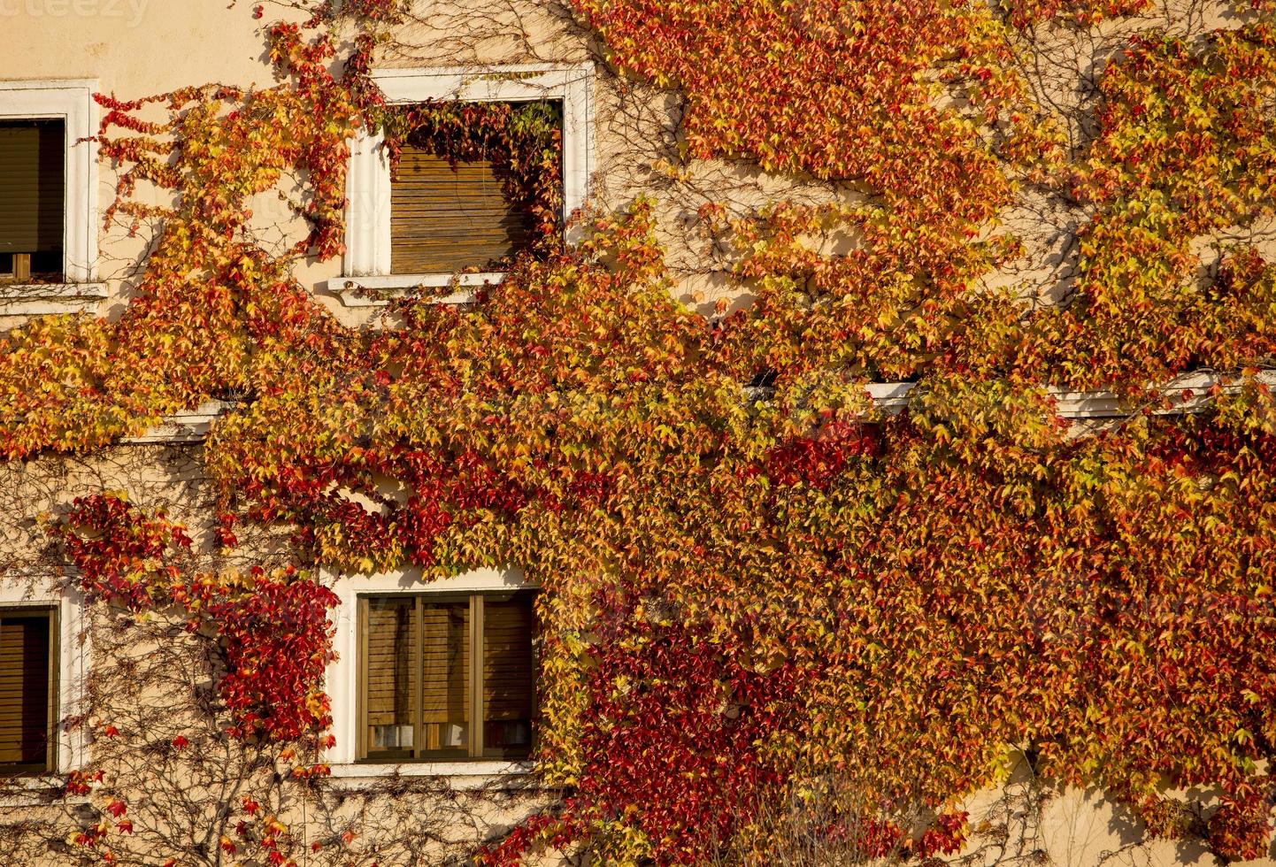 Pared de la casa cubierta de hiedra en otoño foto