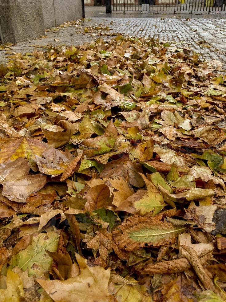 Un tapiz de hojas de otoño en Madrid Rio Park, Madrid, España foto