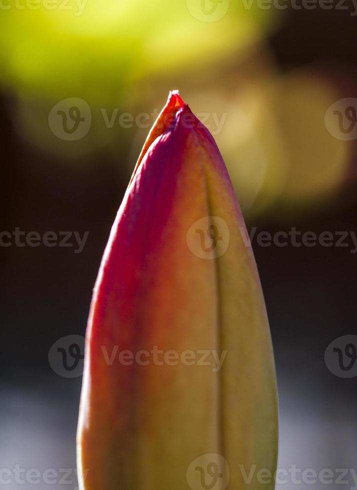 Flores de tulipán en proceso de floración, Madrid España foto