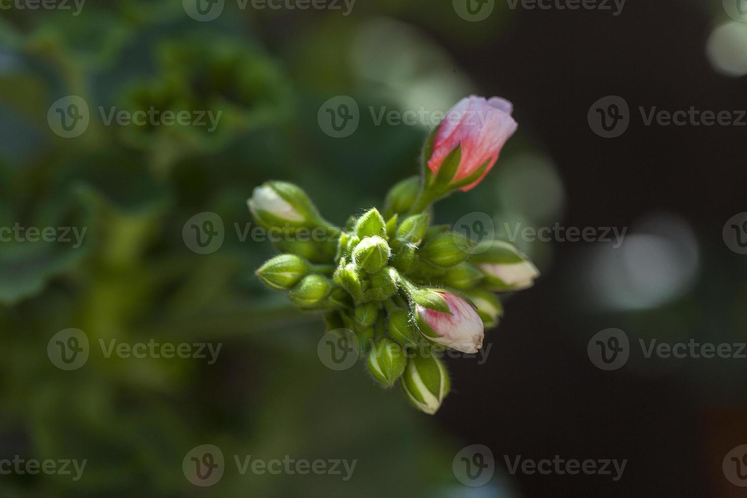 Close-up on the flowering of pink geranium in a garden in Madrid, Spain photo