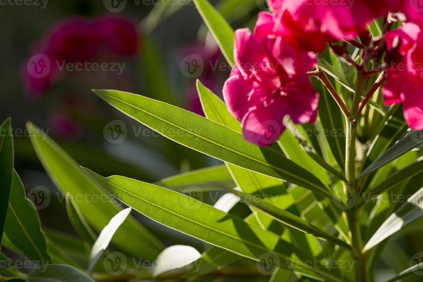 Adelfa con flores rosas en la provincia de Valladolid en Castilla y León, España foto