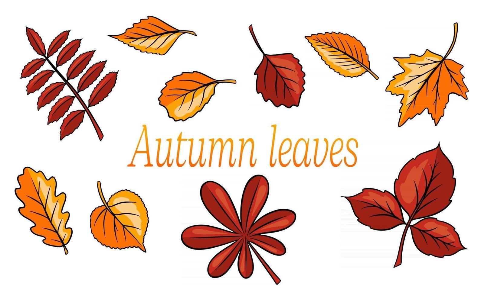 hojas de otoño gran conjunto. hojas talladas abstractas. estilo de dibujos animados. vector