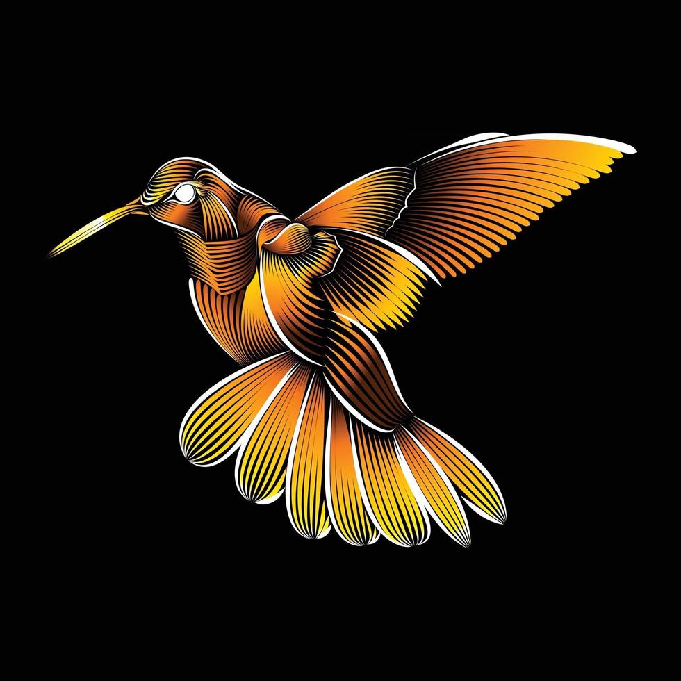 colibri bird line art illustration vector