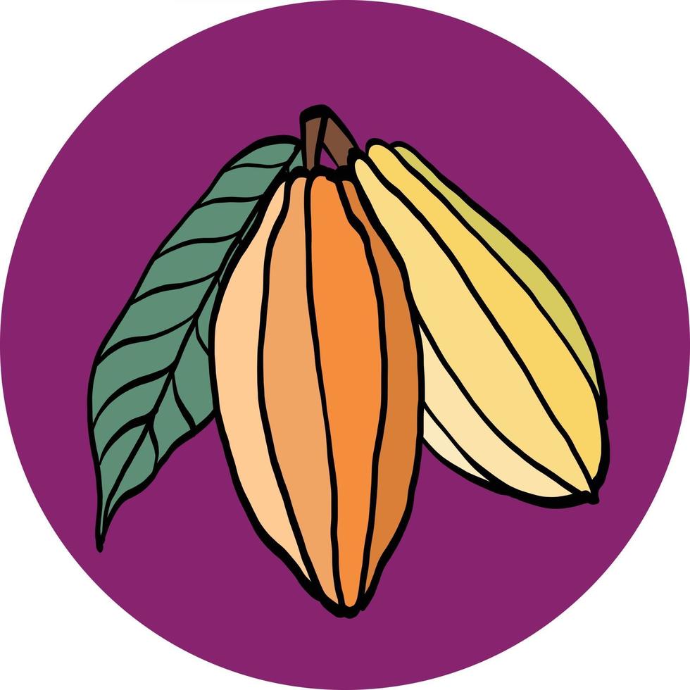 Dibujo a mano alzada de vaina de cacao sobre fondo de colores. vector