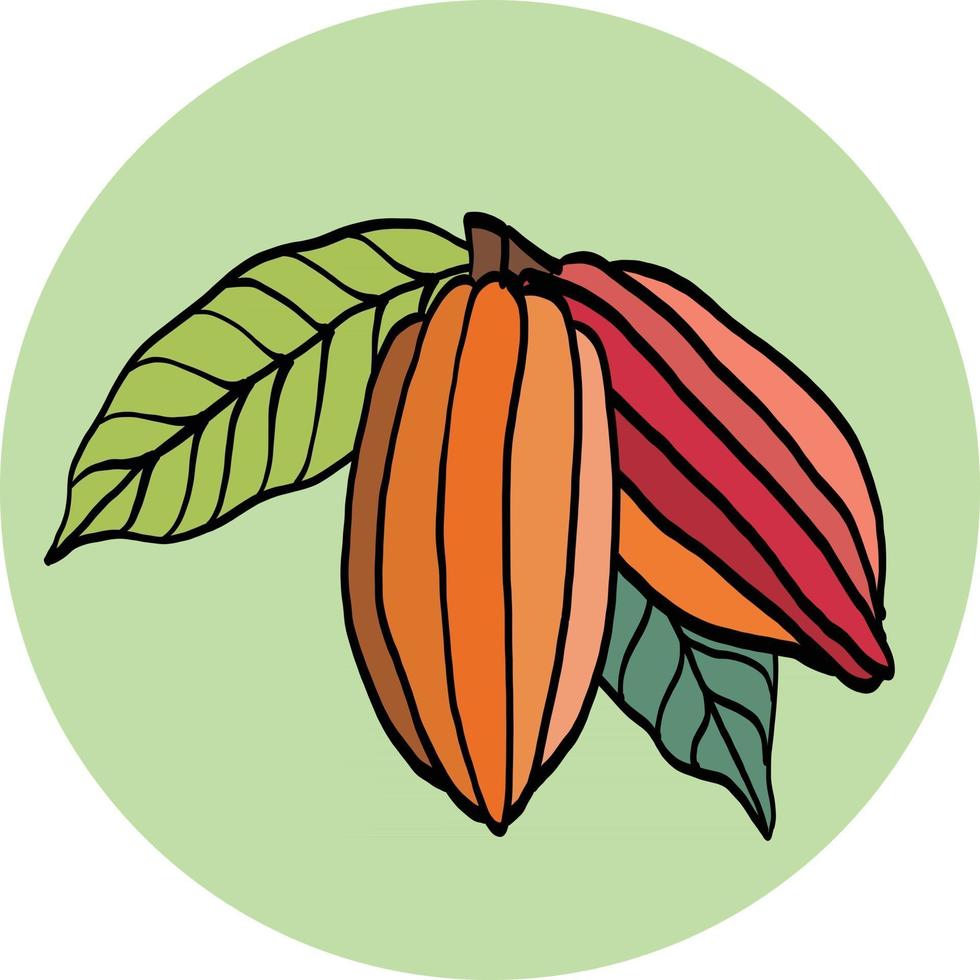 Cacao pod freehand drawing on colorful background. vector