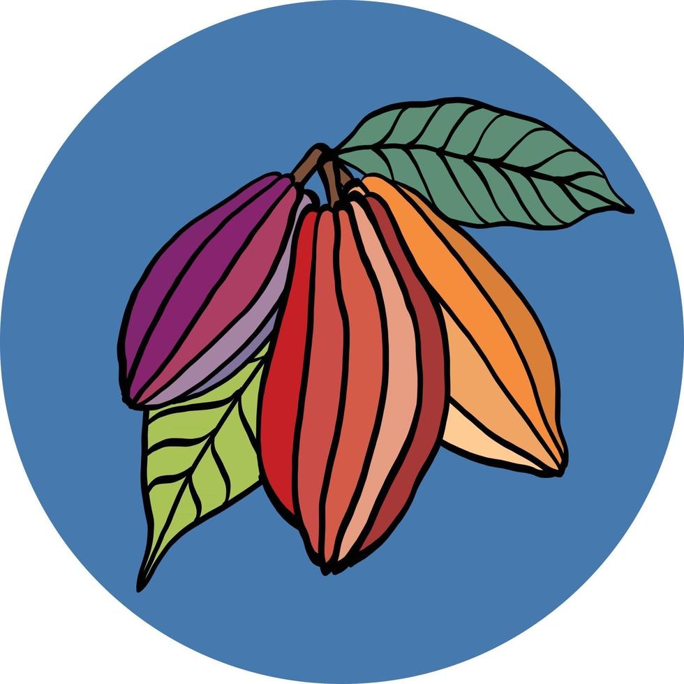 Cacao pod freehand drawing on colorful background. vector