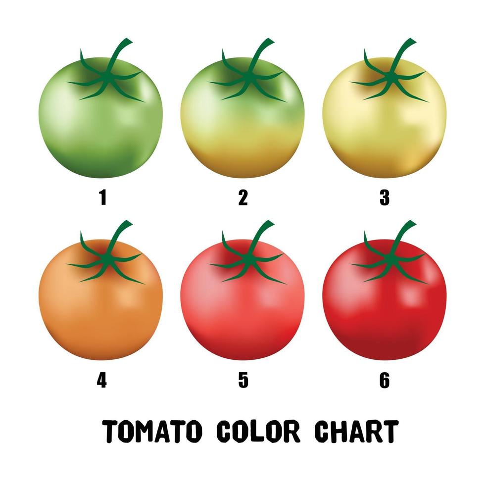 Collection of a developing tomato chart from green to red. vector