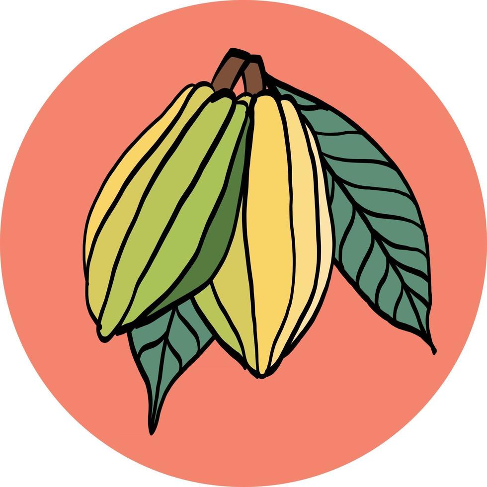 Dibujo a mano alzada de vaina de cacao sobre fondo de colores. vector