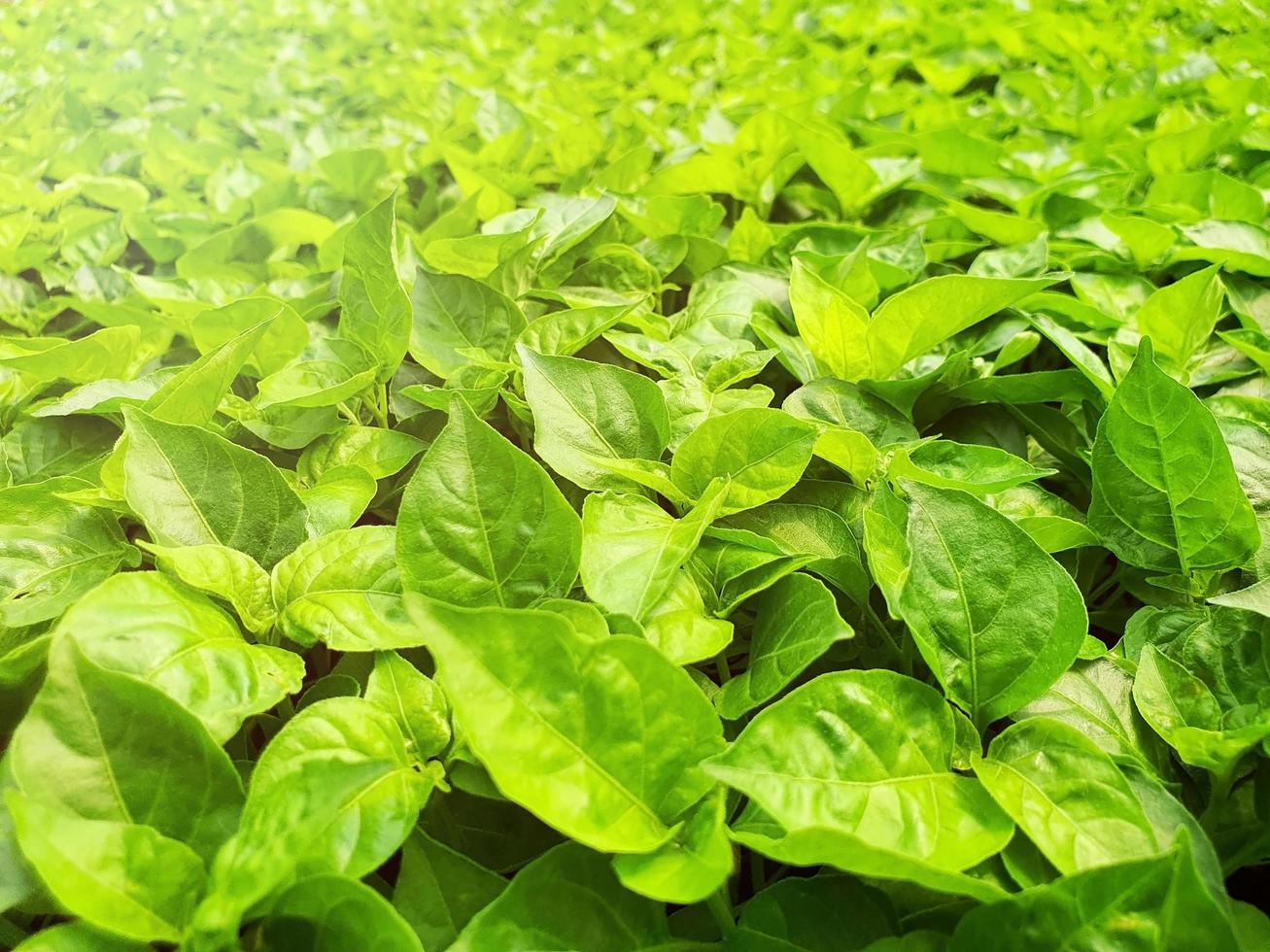 Cerca de la plantación de verduras para ensalada en una casa verde en una granja orgánica foto