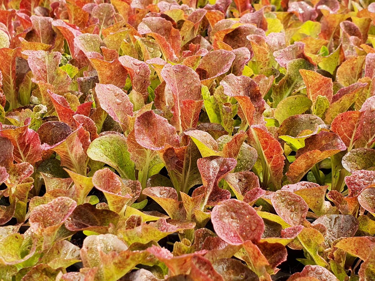 Cerca de la plantación de verduras para ensalada en una casa verde en una granja orgánica foto