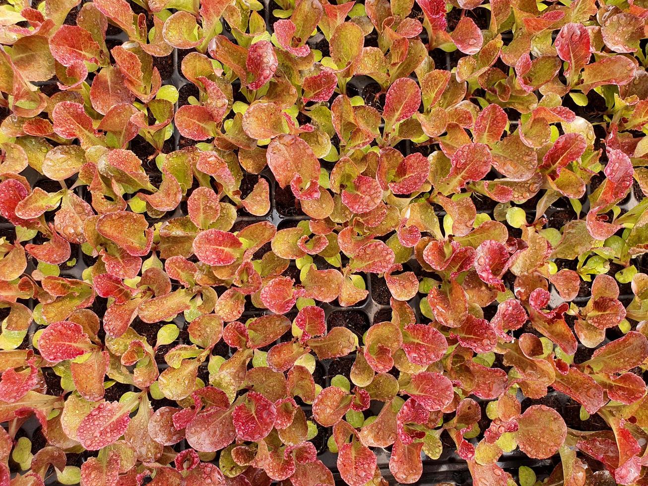 Cerca de la plantación de verduras para ensalada en una casa verde en una granja orgánica foto