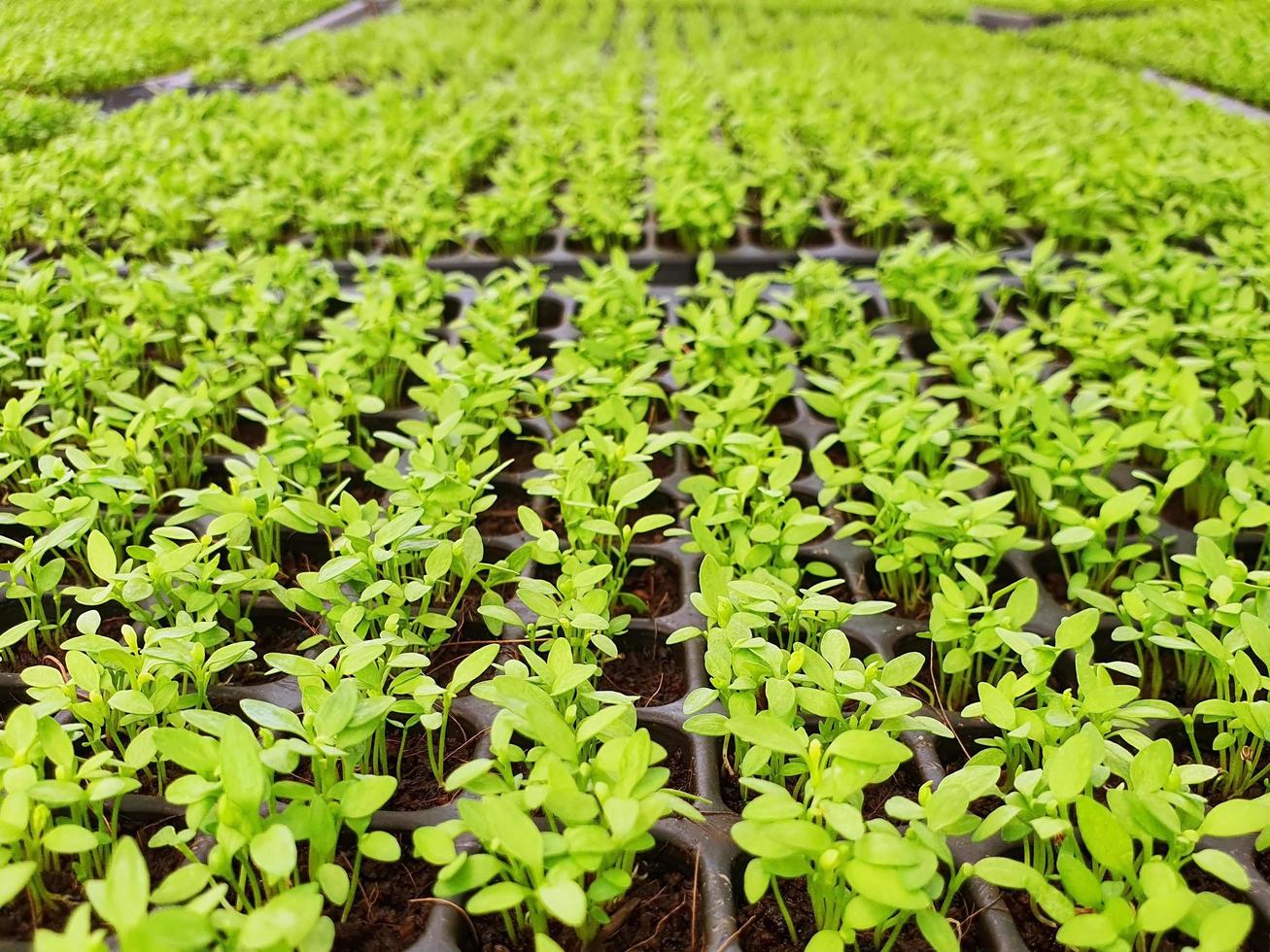 Cerca de la plantación de verduras para ensalada en una casa verde en una granja orgánica foto