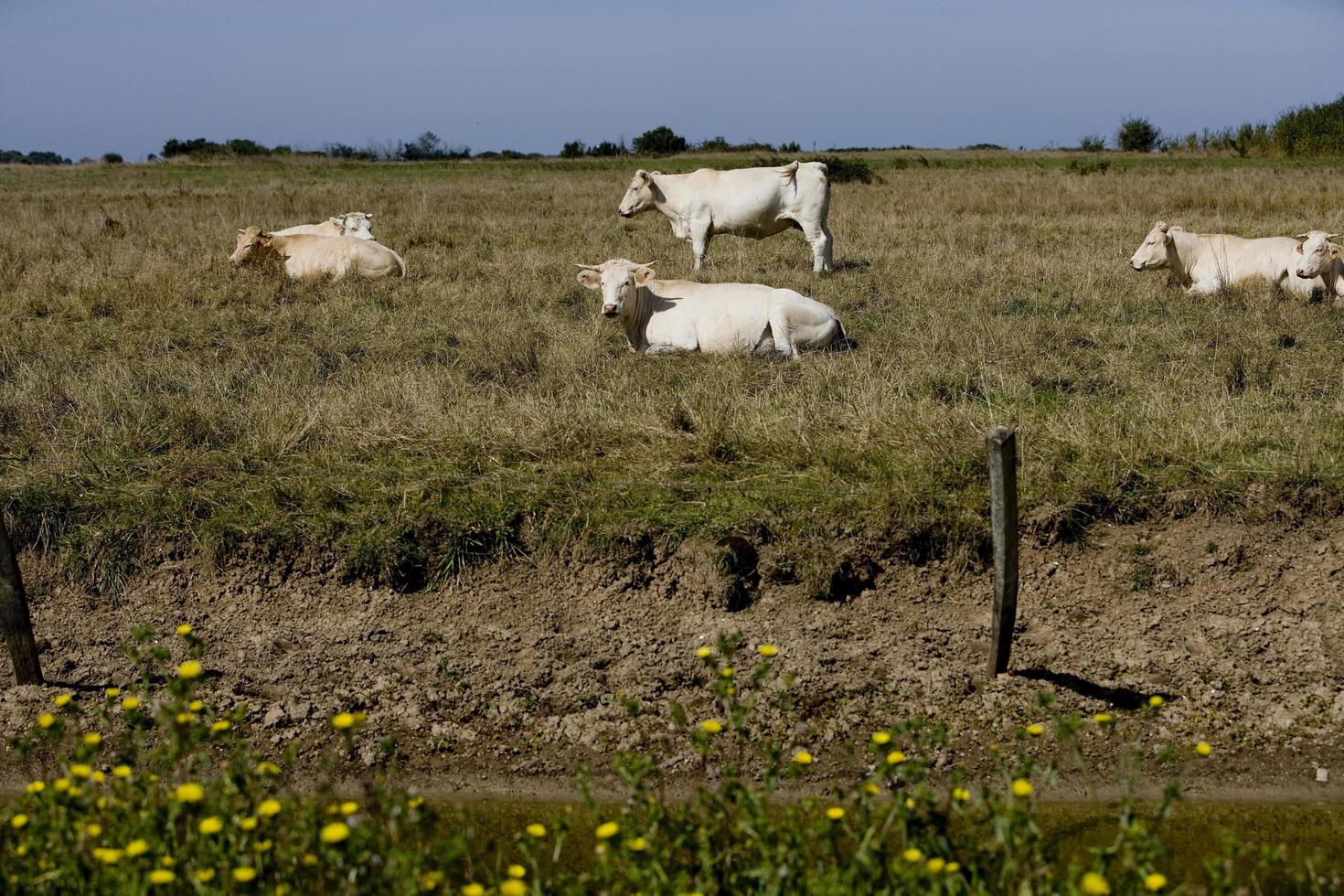 Rebaño de vacas charentaise, Francia foto