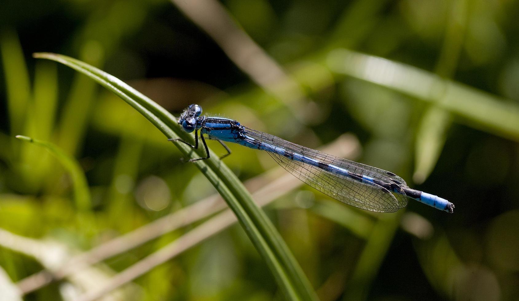 libélula en una hoja vegetal foto