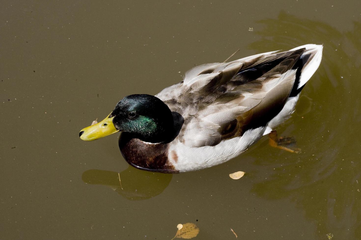 Ducks swimming on the Lot River in France photo