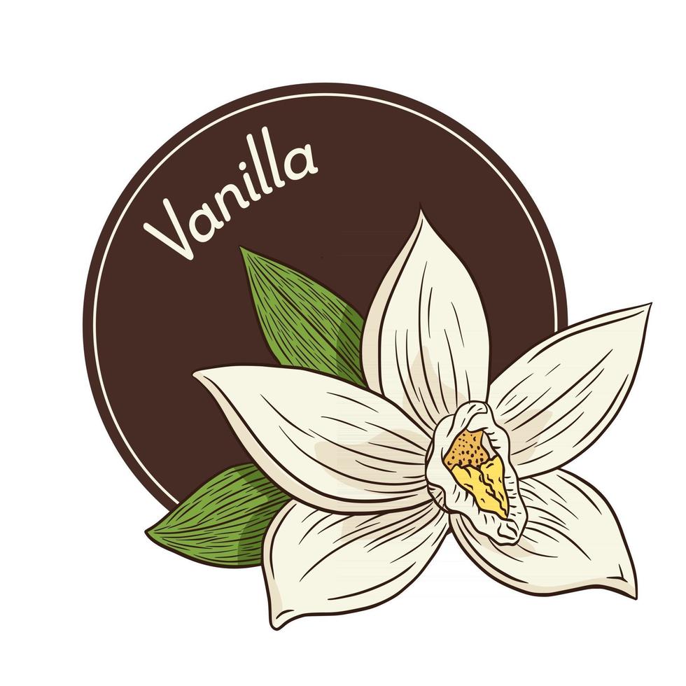 Plantilla de logotipo y emblema de flor de vainilla en estilo vintage vector