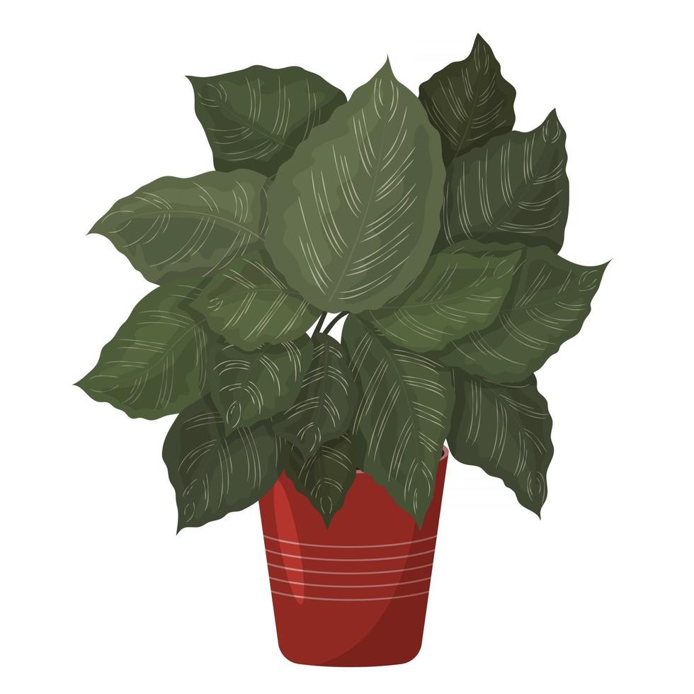 Calathea ornata. A beautiful picture of a houseplant. vector