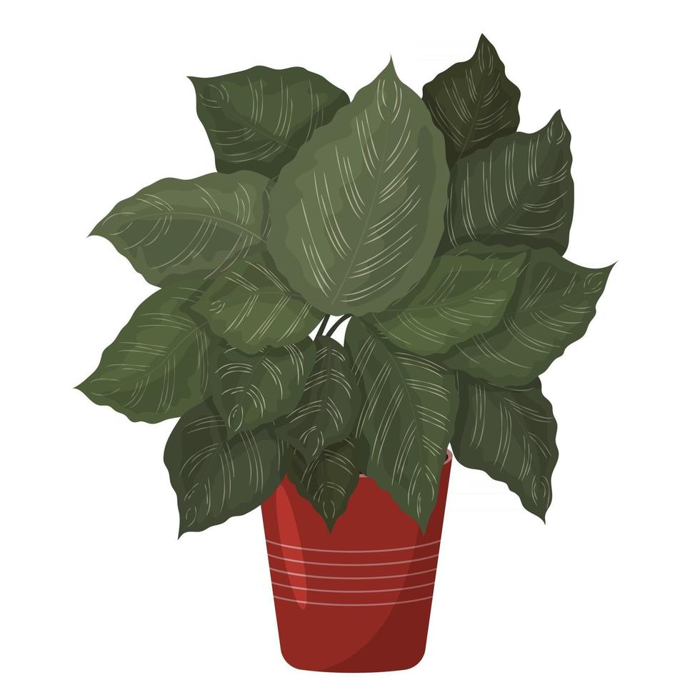 calathea ornata. una hermosa imagen de una planta de interior. vector