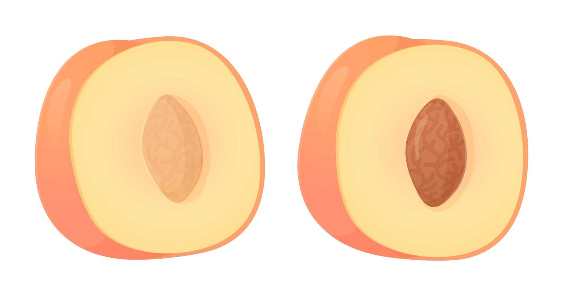 Half chopped peach fruit. Can be used for healthy diet vector