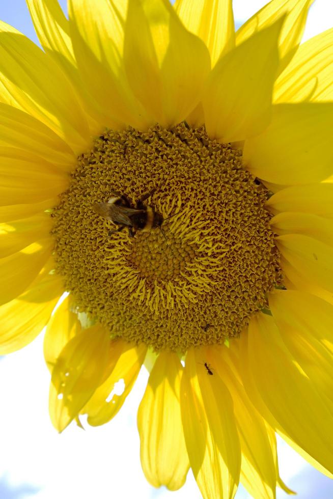 Wild bee on flower with nectar blooming in field countryside photo